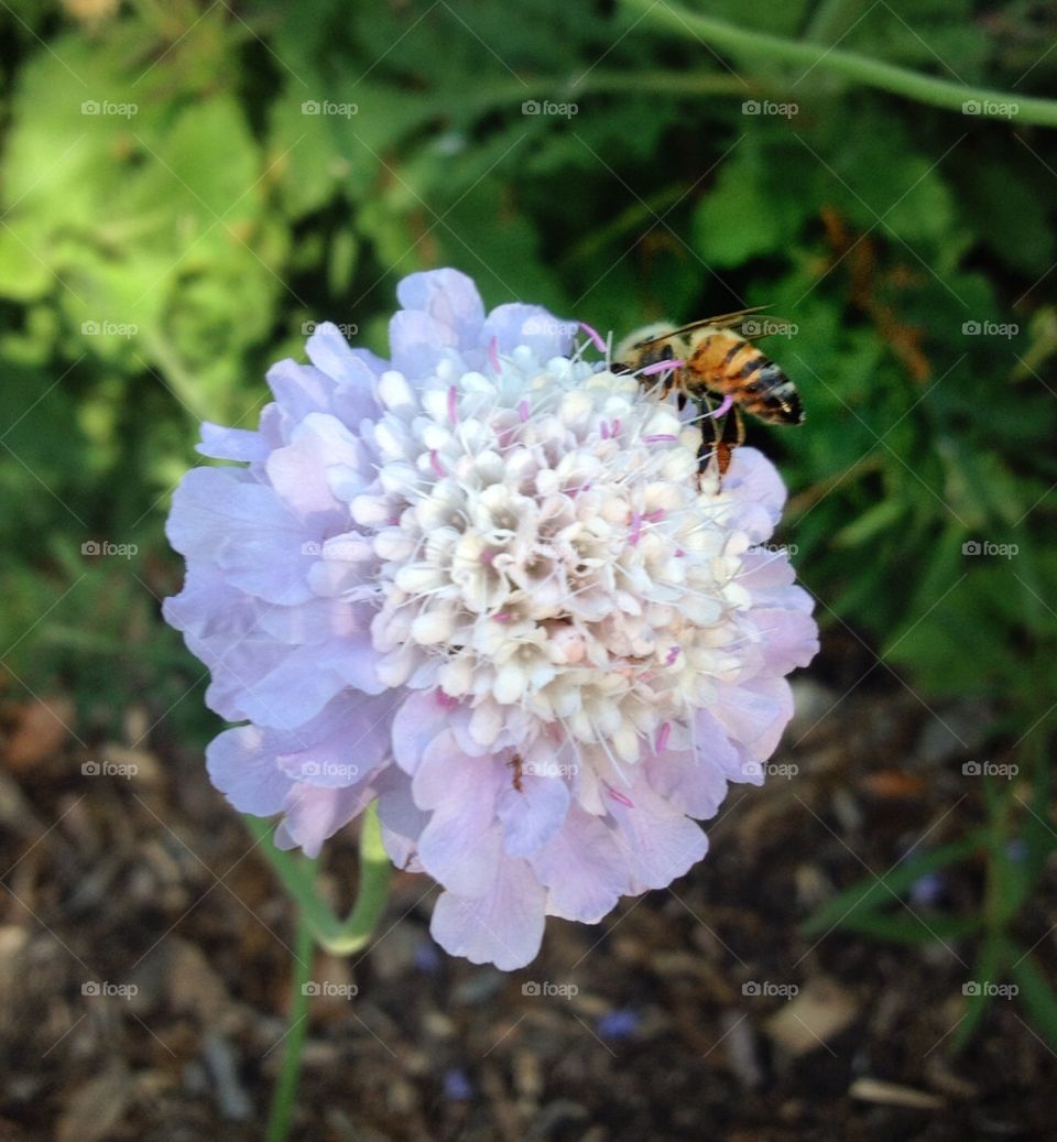 The bee and the flower. 