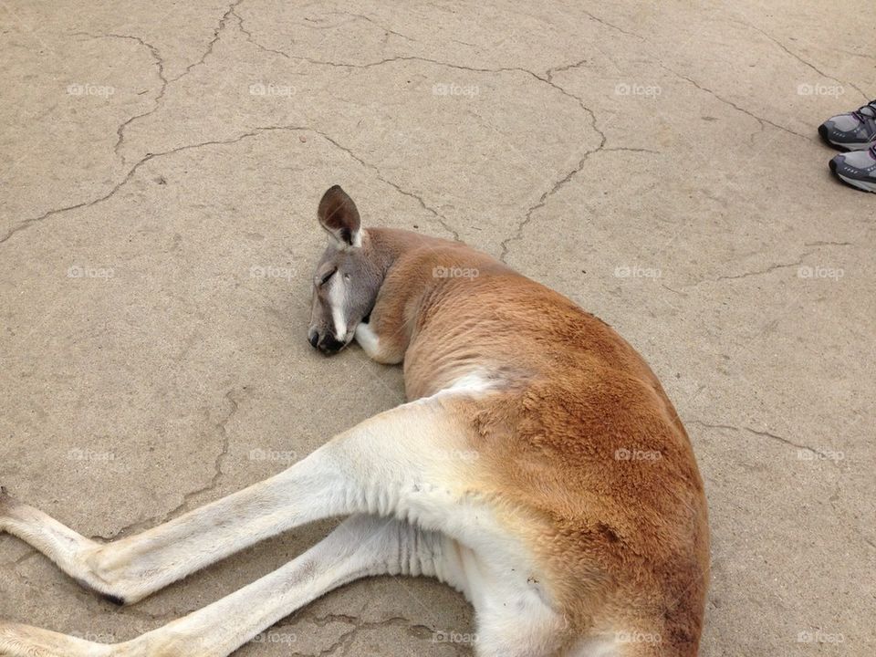 kangaroo!!!