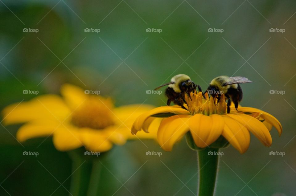 flowers and bees