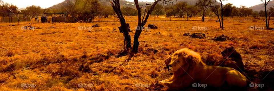 Panoramic Lion