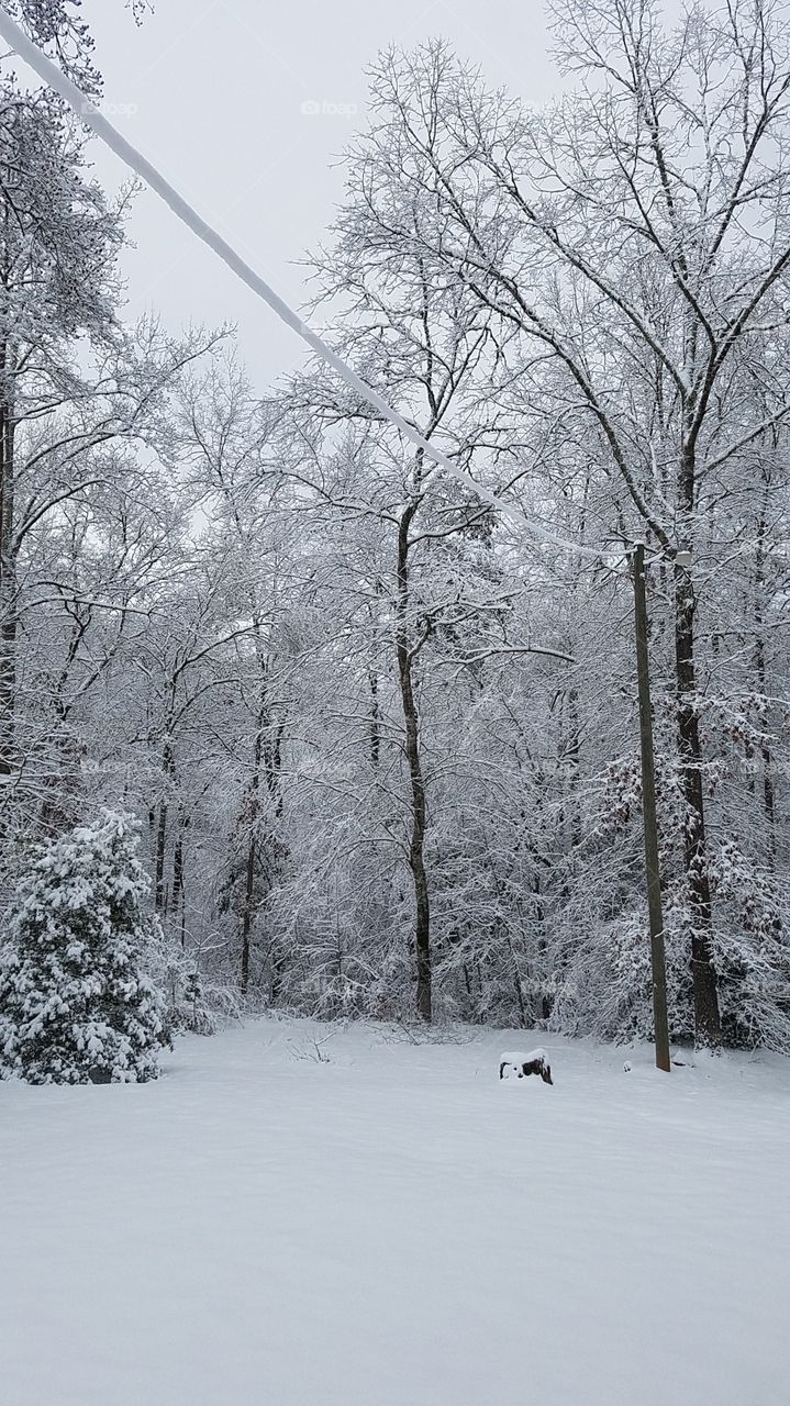 winter in the trees