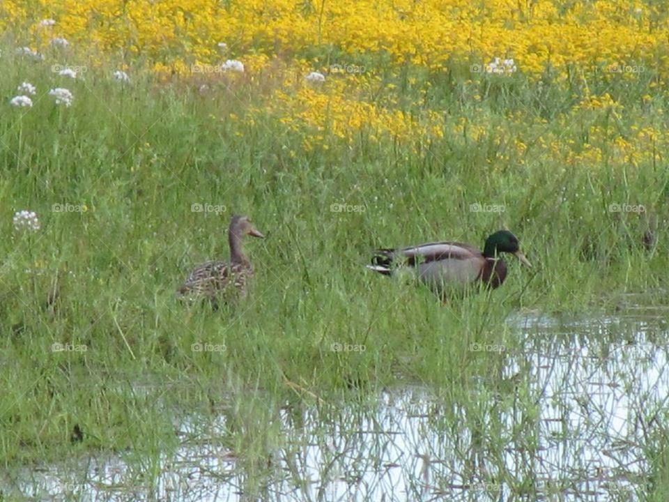 Ducks in swamp field