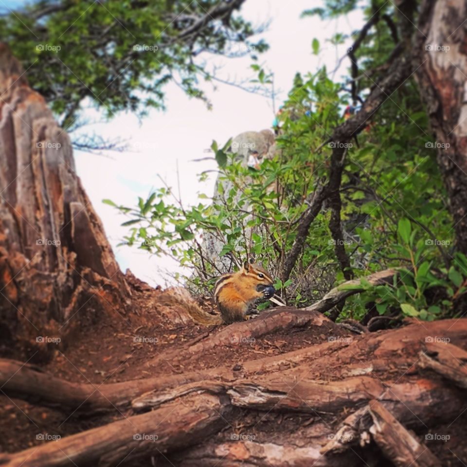 Chipmunk eating a blueberry on top of a mountain
