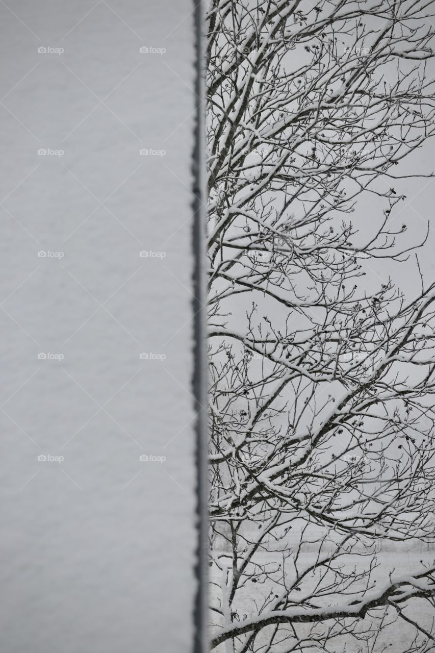 A cold day with falling snow covering a tall branching tree.