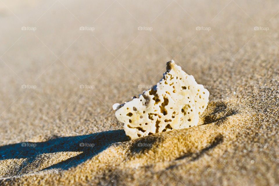 Broken seashell 