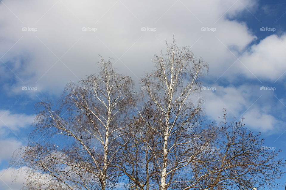 white trees and blue sky with clouds