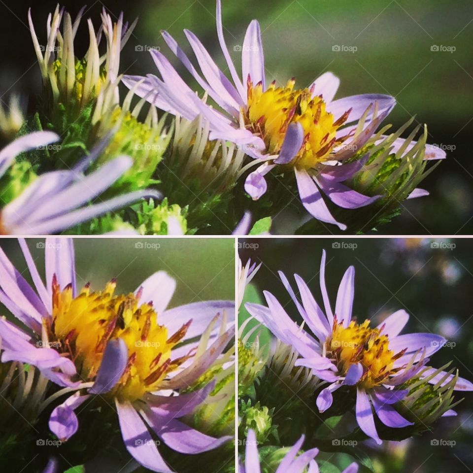 Sunlight Happiness. #Flowers #purple #sunlight #TarletonPark #Alexandria #VA #2015 #iOS8 #iPh5S #Art