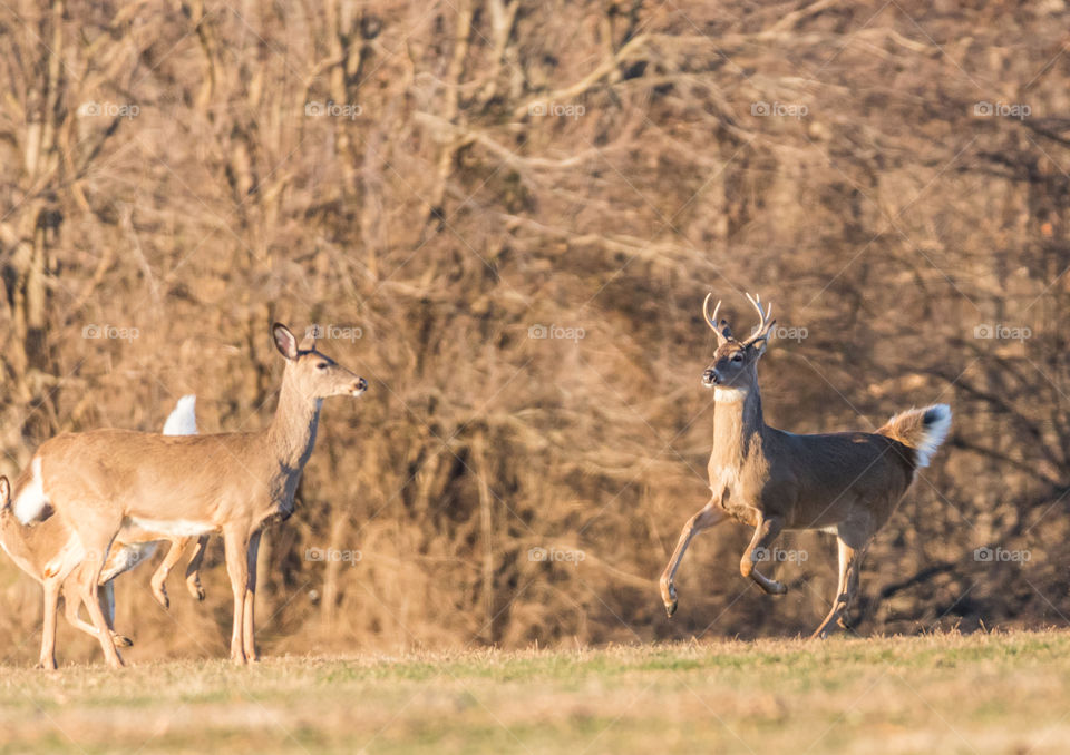 Buck deer running 