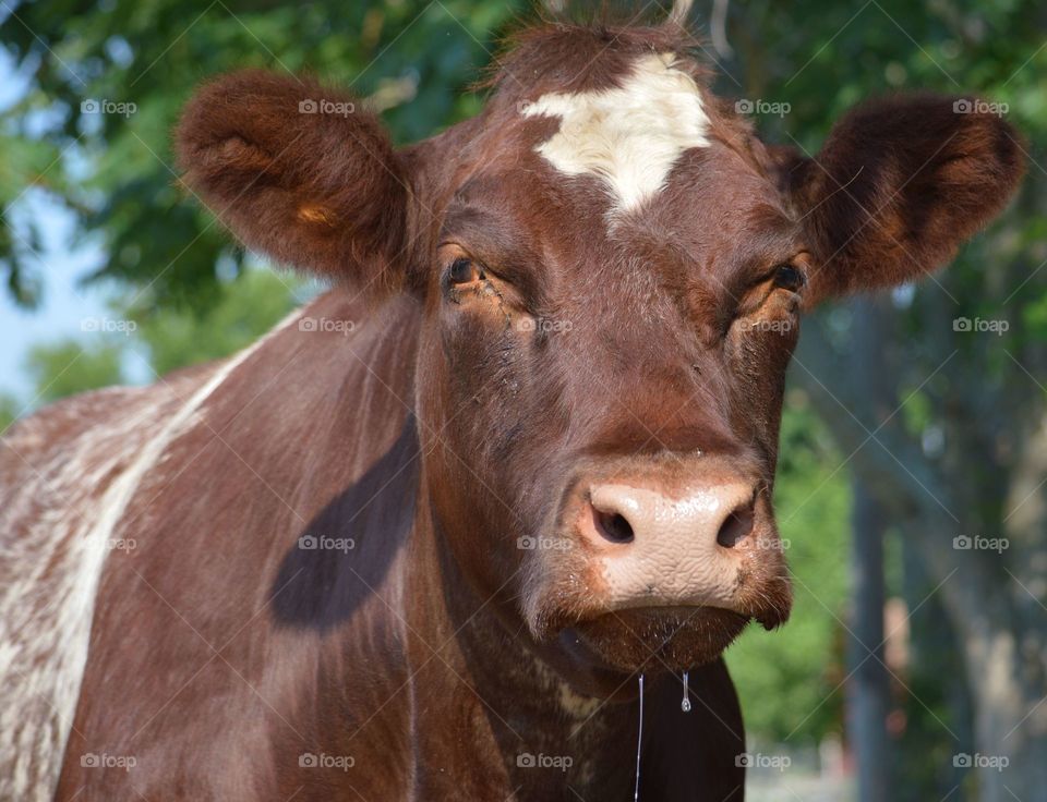 Close-up of a cow