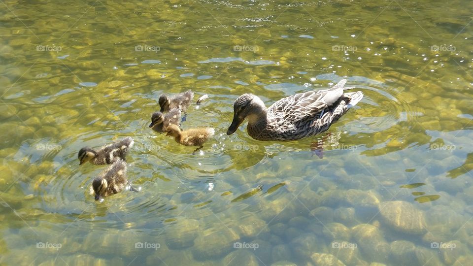 Duck family