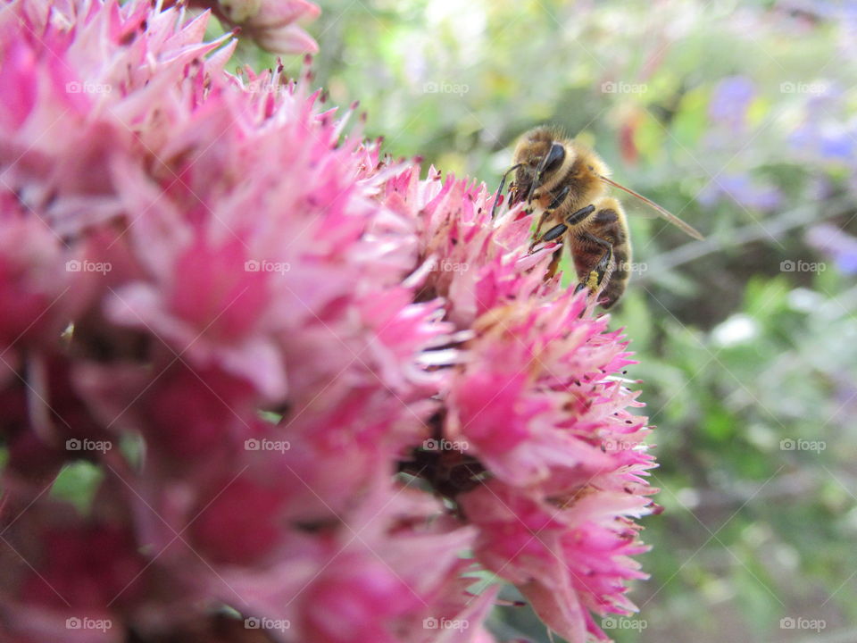 Sedum with a bee collecting nectar