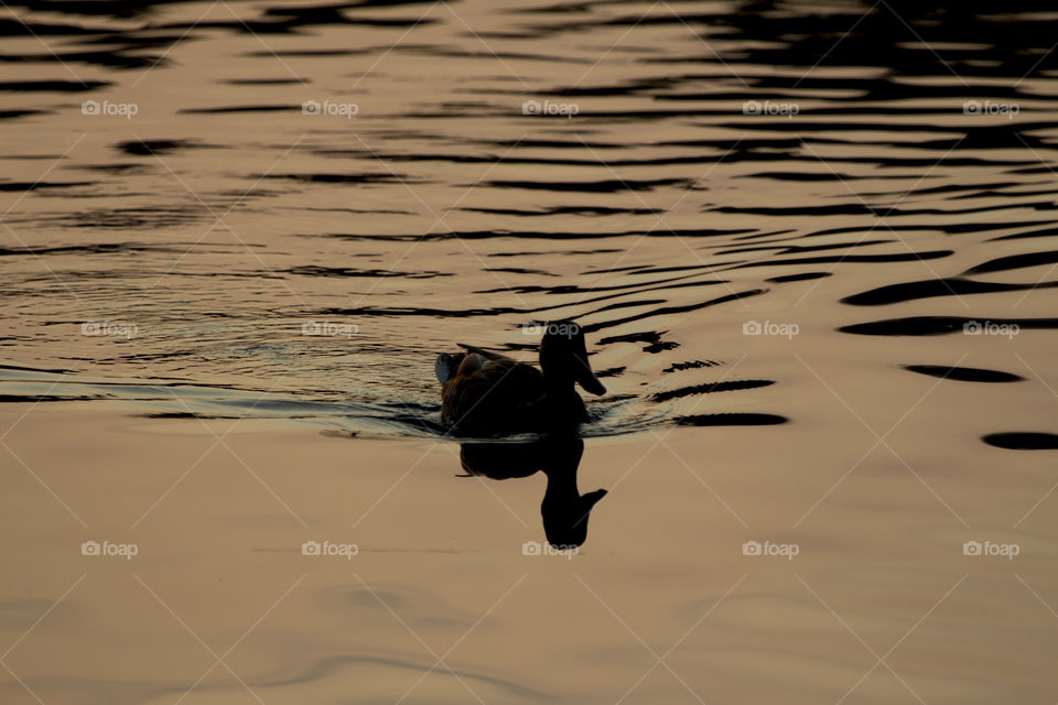 Duck at sunset