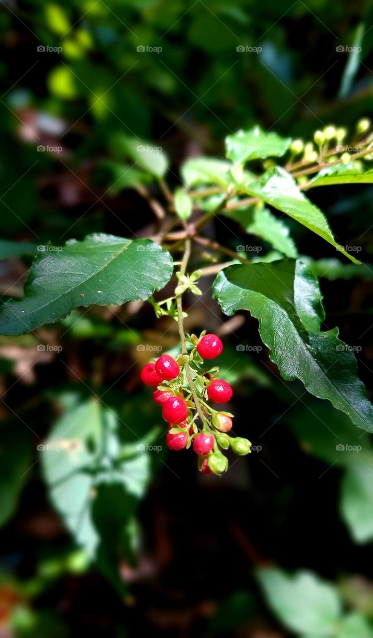 Rivina humilis is a species of flowering plant in the Petiveriaceae family