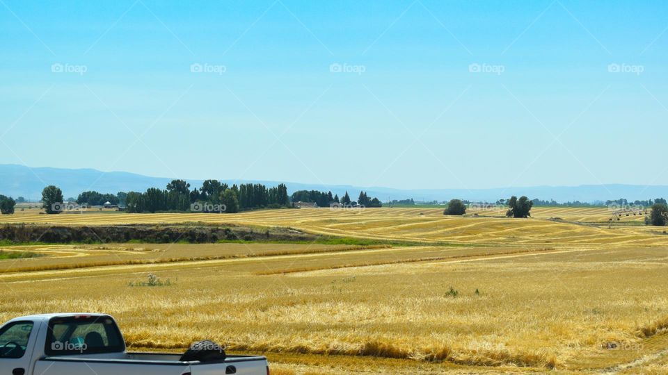 Panoramic view of a cereal crop field after the harvest. Butte County, Idaho, USA.