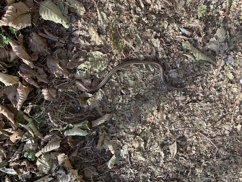 Snake on trail