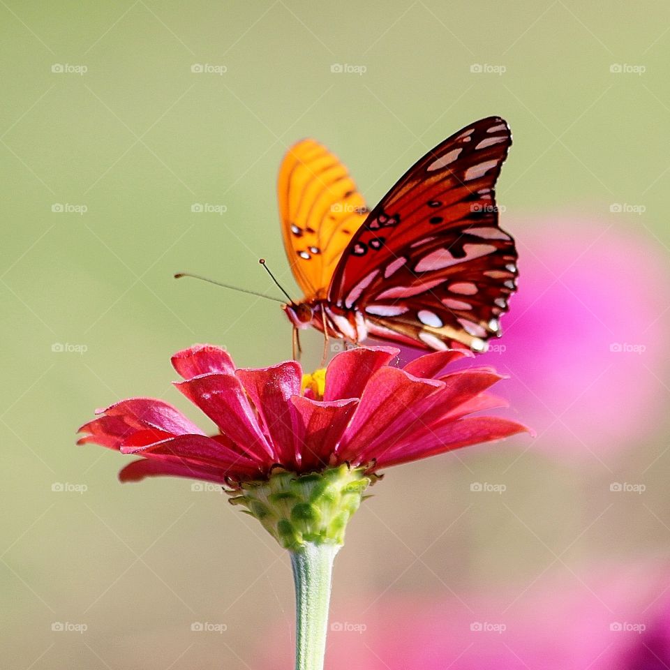 Zinnia and the Butterfly