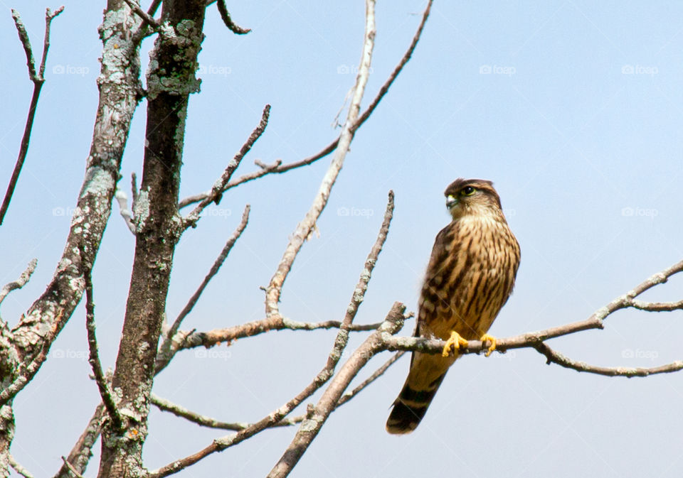 Sharp Shinned Hawk