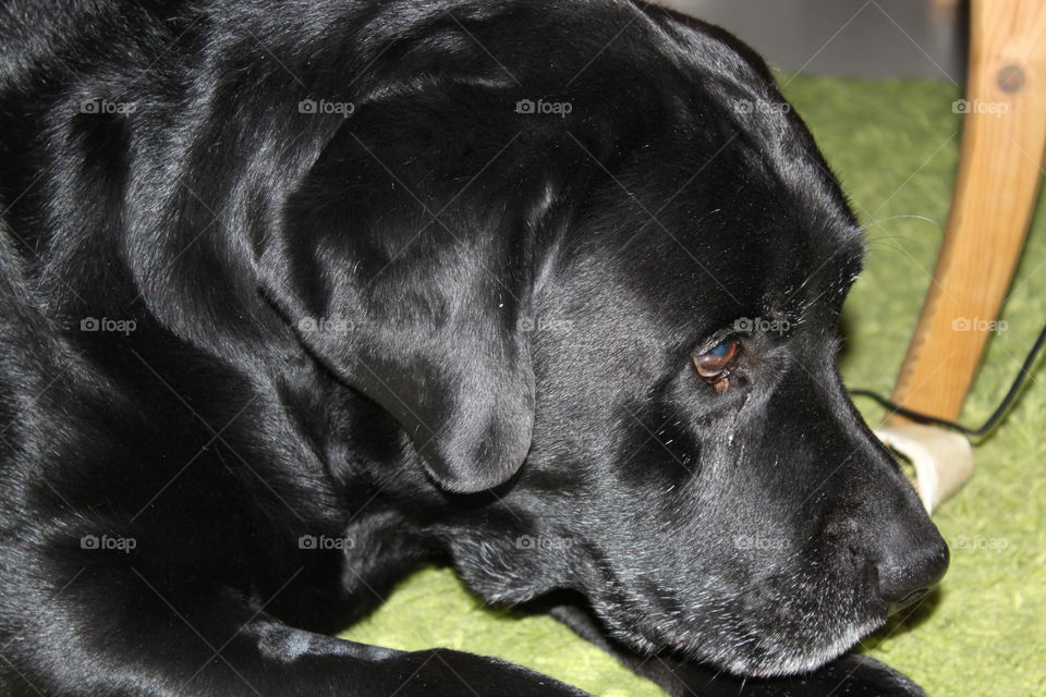 Funny stare. My dearly departed labrador, named Hamlet
2004/30/01-2015/07/30
Forever loved, forever missed