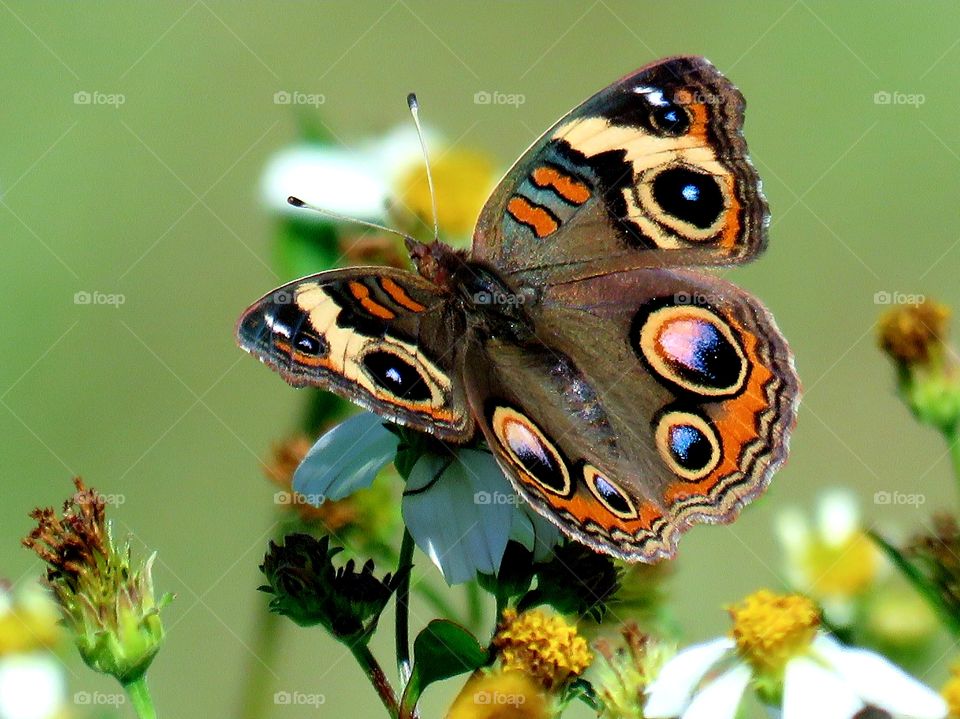 common buckeye