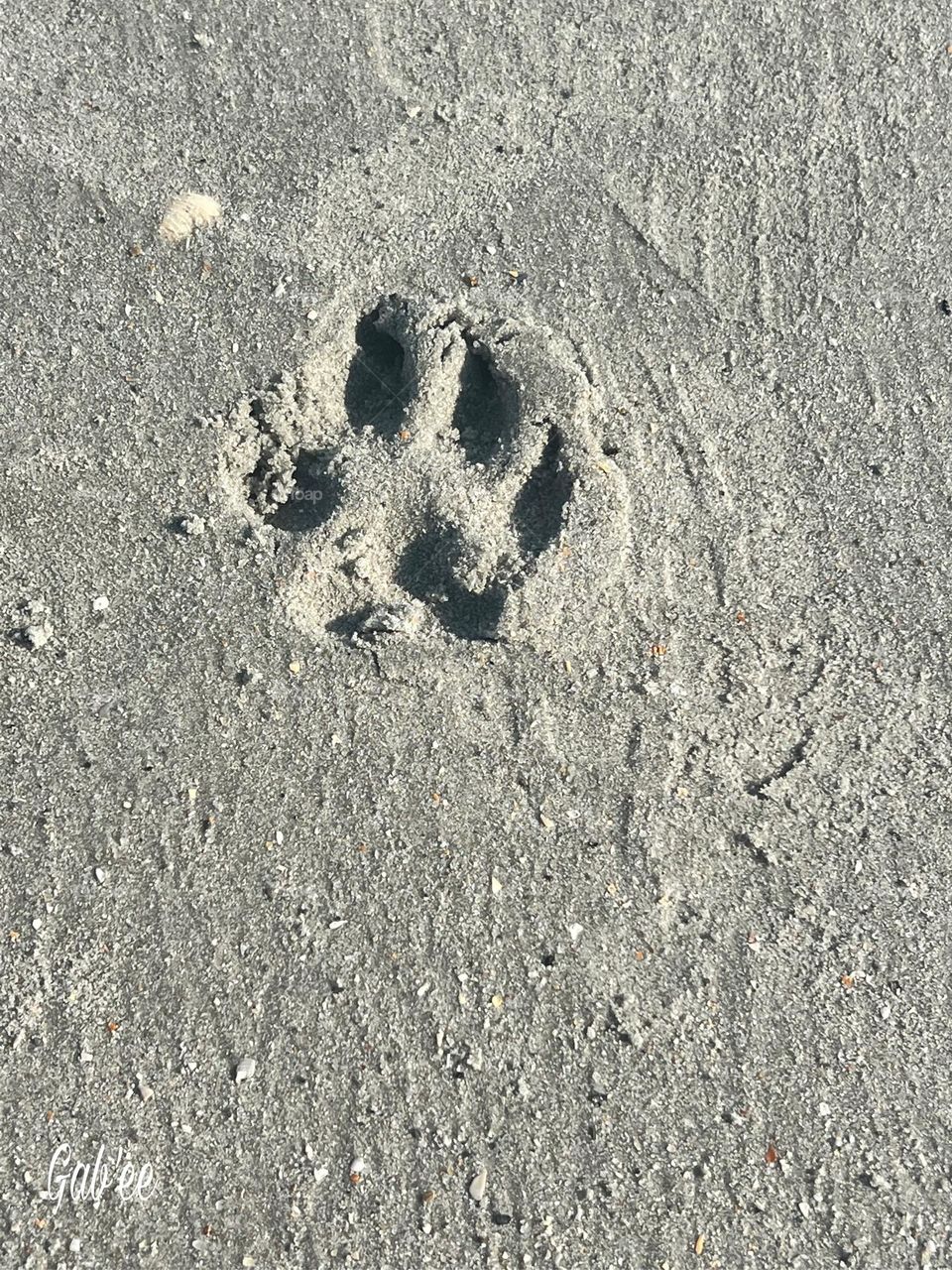 Sandy paws 