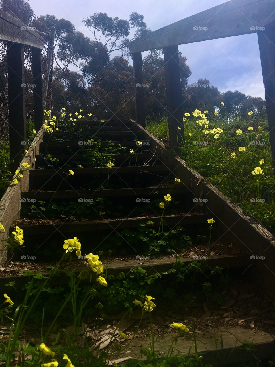 Spring in old stairs 