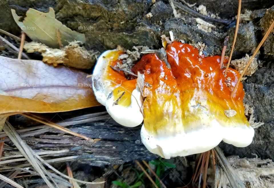 mushroom growing out of dead tree