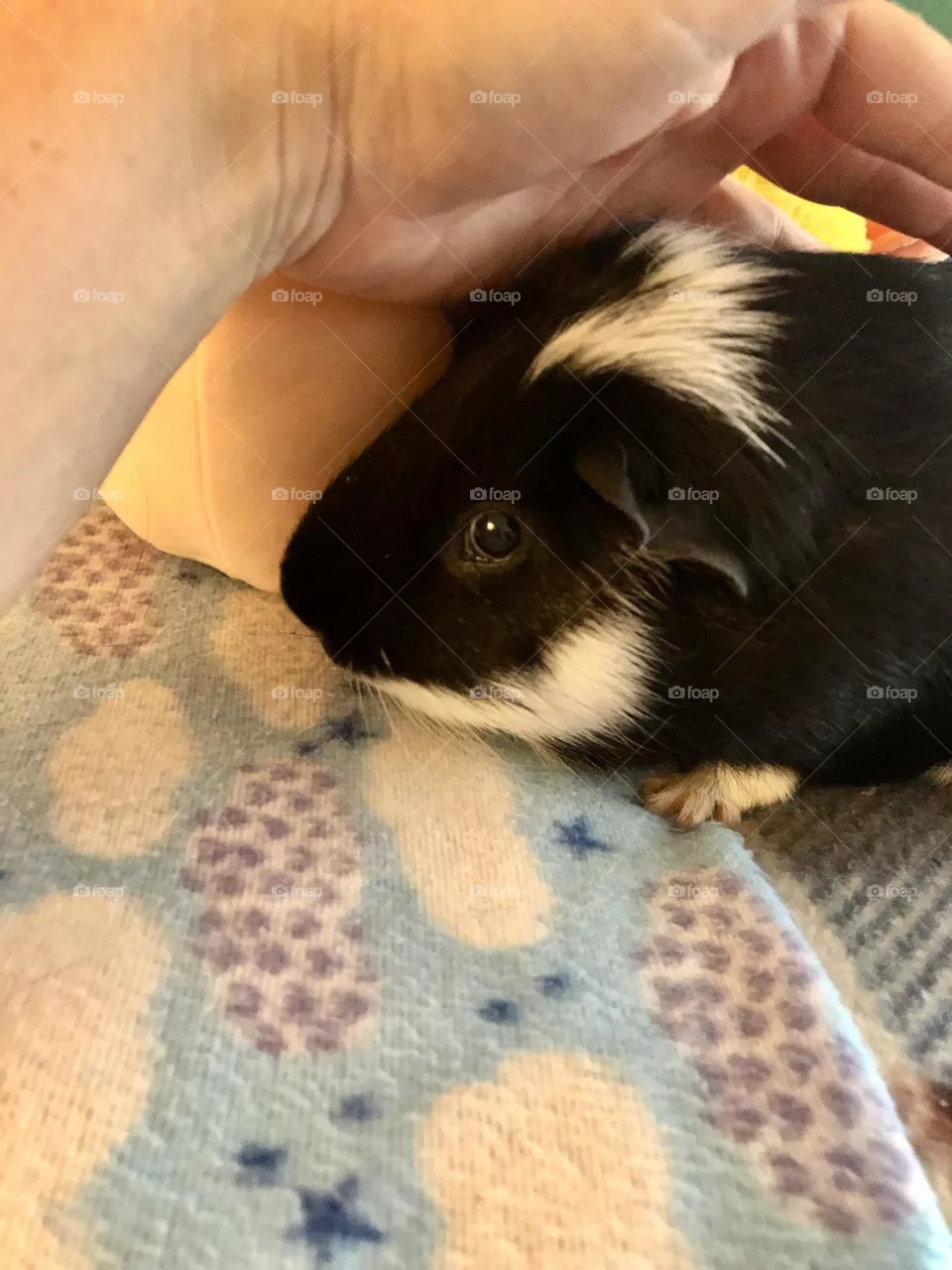 Sweet Timmy is 5 years old / birthday August 10 