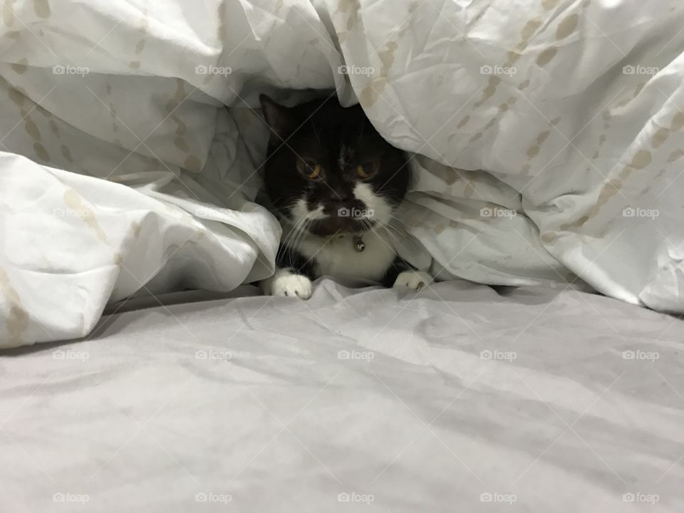 British shorthair feline cat hiding under a duvet
