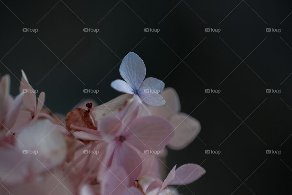 Flower, Nature, Flora, No Person, Leaf