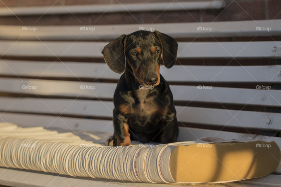 black dachshund sitting under chair