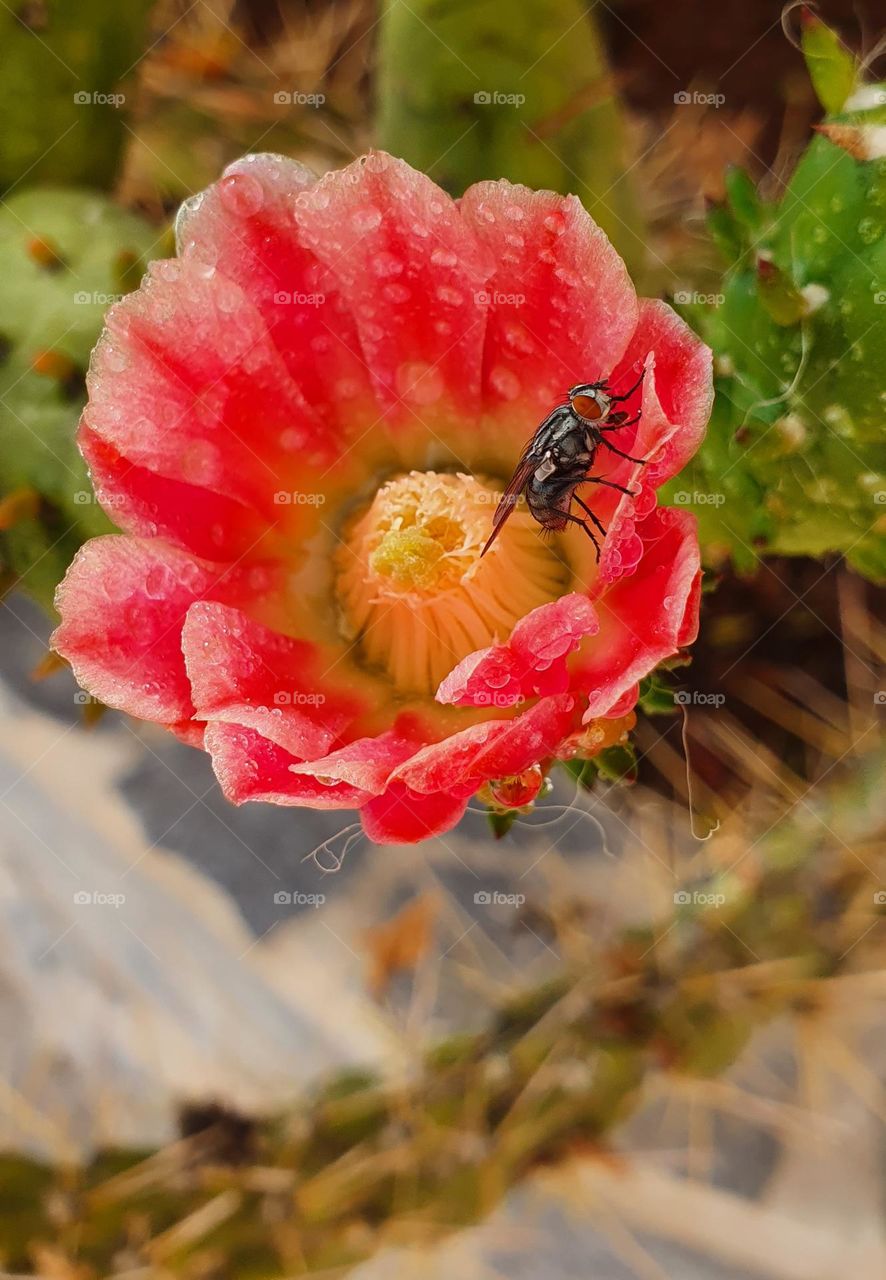 fly meets flower from catus