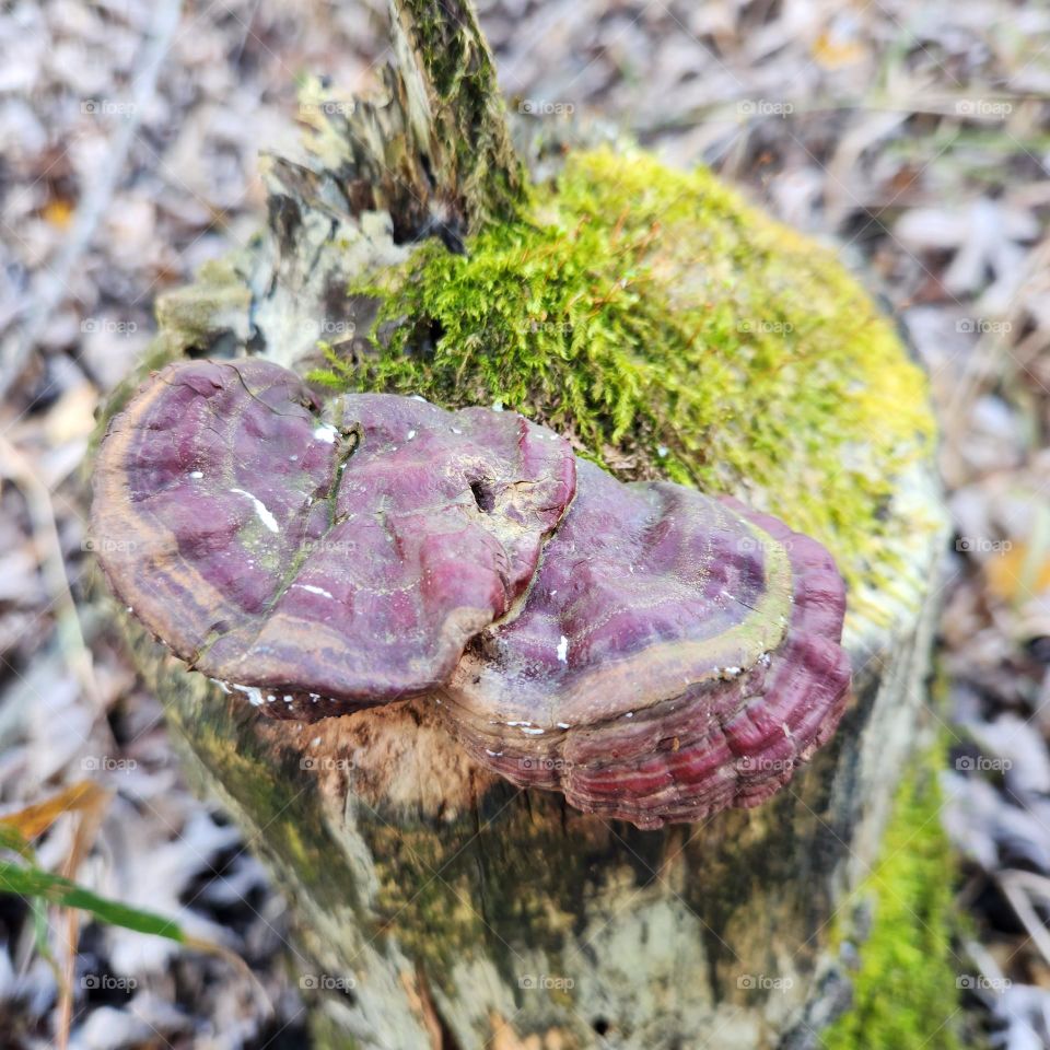 red shelf mushroom