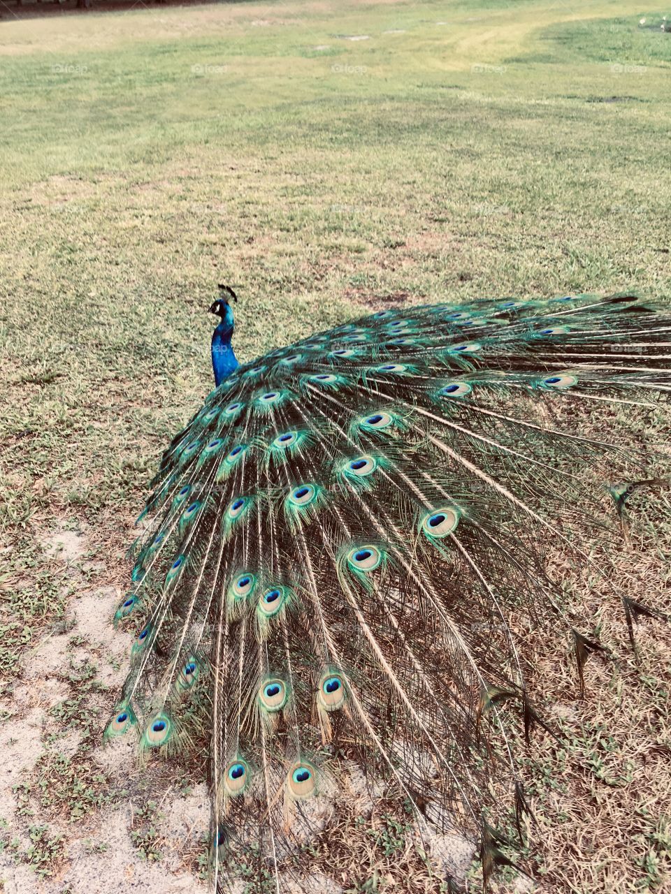 A beautiful peacock in a field of green grass in Florida 