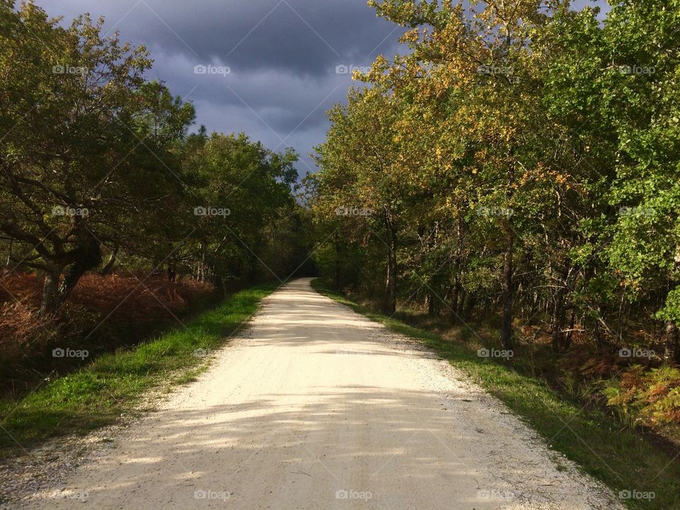 Pathway in the woods in autumn 