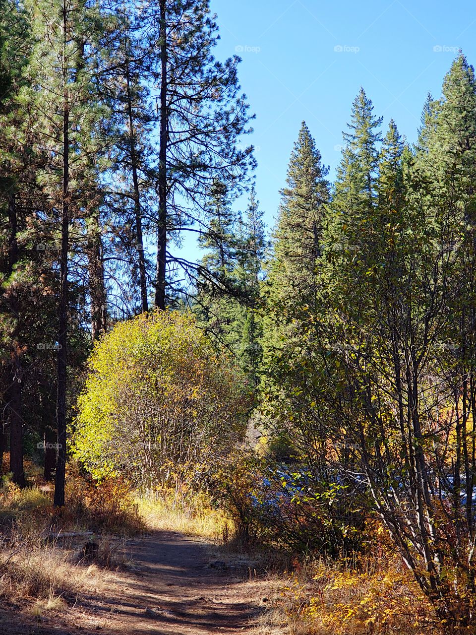 Stunning fall colors on the riverbanks of the turquoise waters of the Metolius River at Wizard Falls in Central Oregon on a sunny autumn morning.