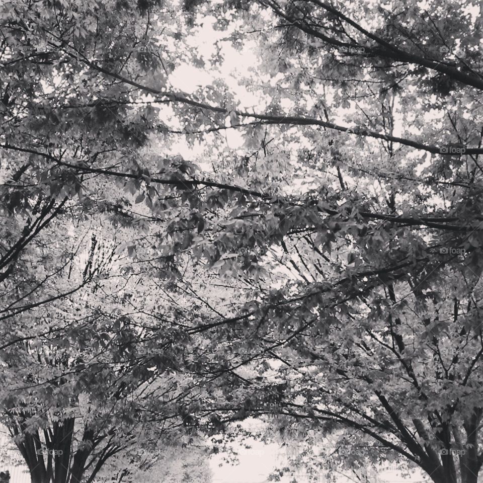 tree canopy 