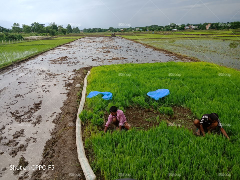 Farmer working in Field ❤️