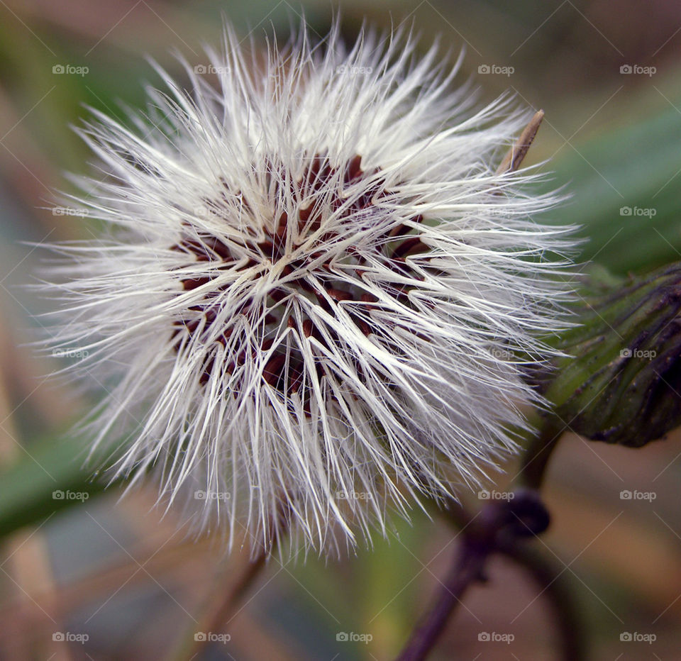 nature dandelion macro photography by probie15