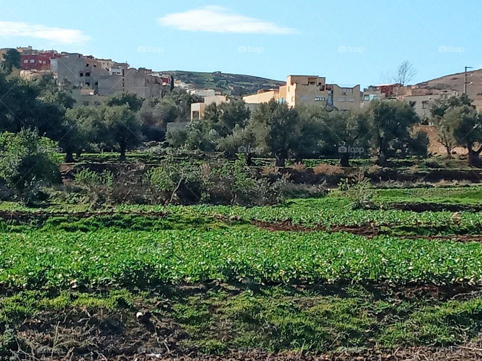 Population between the agricultural lands