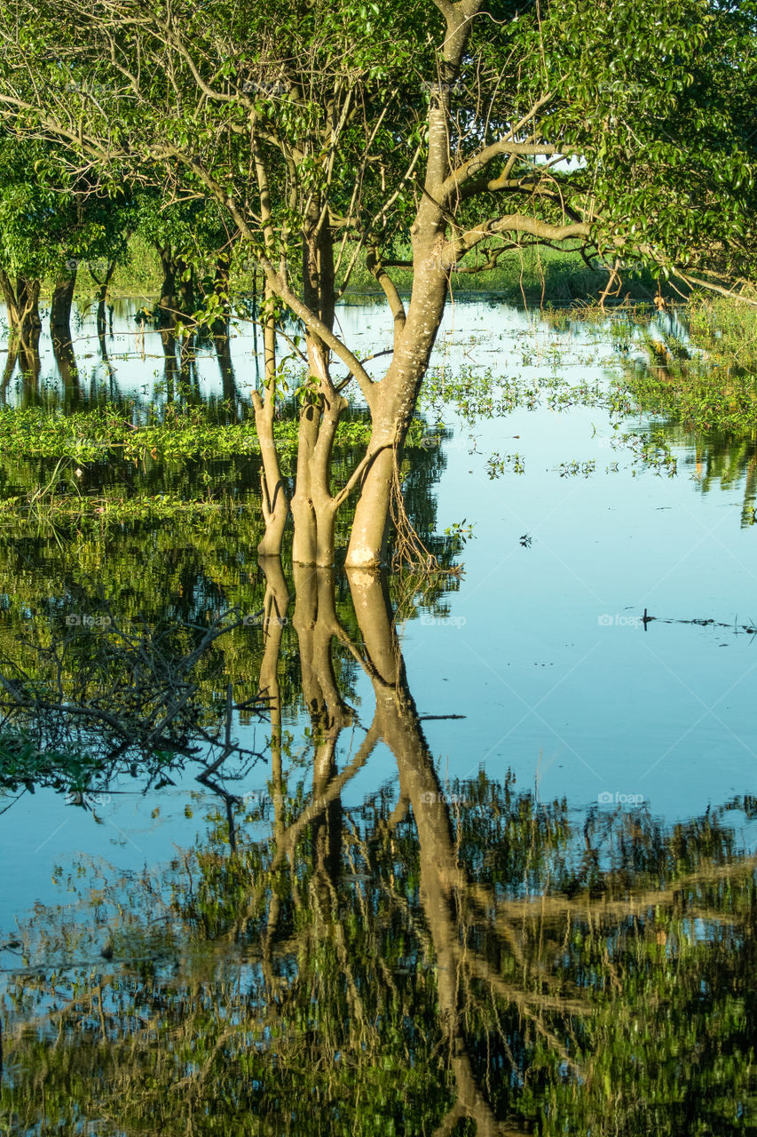 reflection