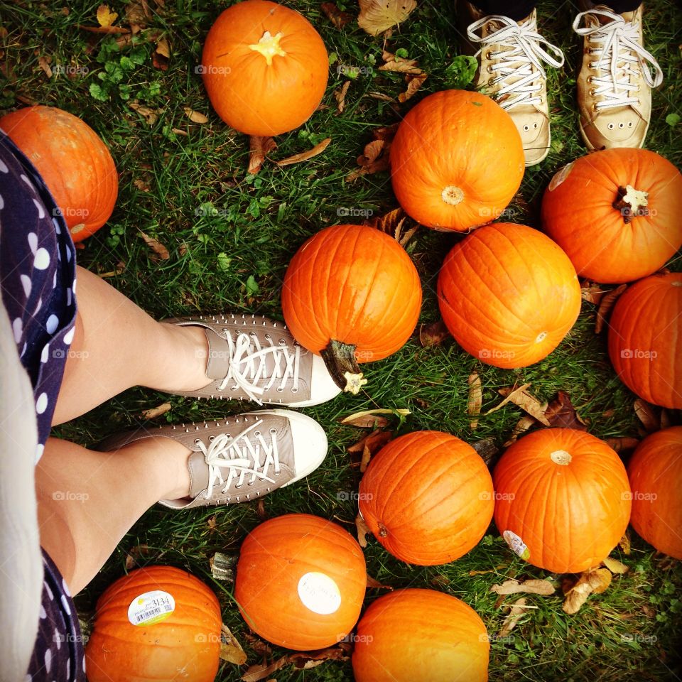 Pumpkin Harvest 
