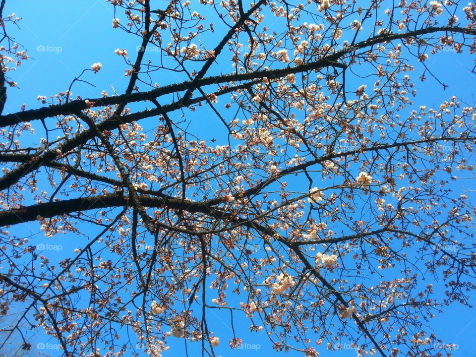 Sakura Tree Branches