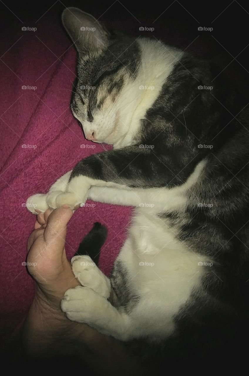 sleeping together - my cat always holds my hand fo9t 9r legs when we sleep ... precious moments with my cat smiling in his sleep