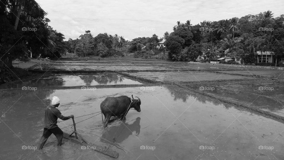 Plough on ricefield