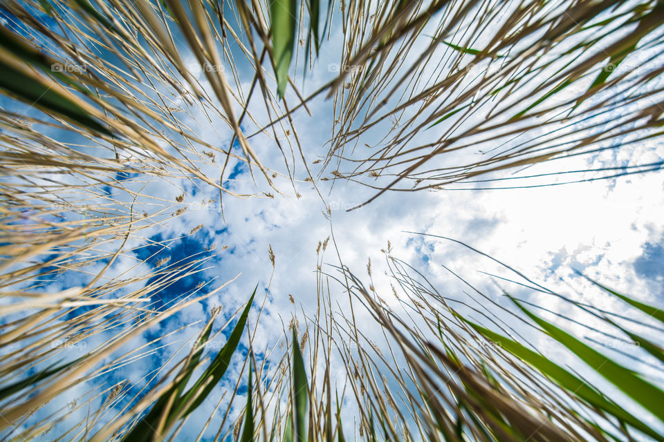 View from below of long grass