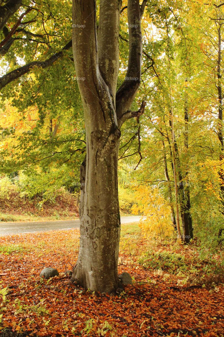 Autumn forest