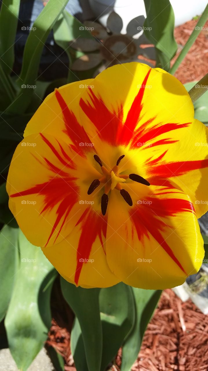 yellow tulip. Just a yellow tulip blooming in my garden. 