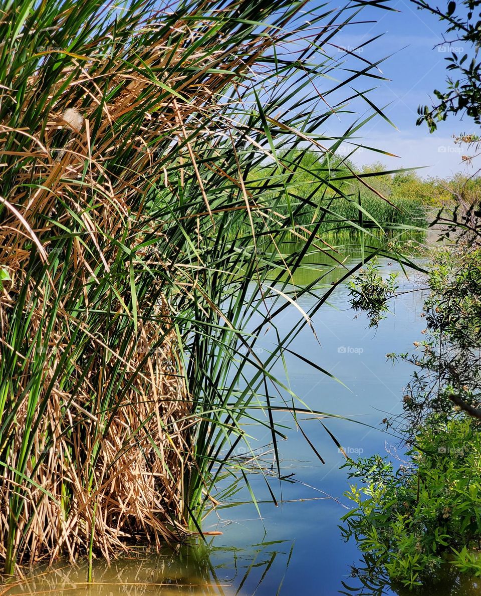 Spring Reeds in the Lake