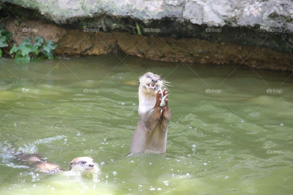 Otter
