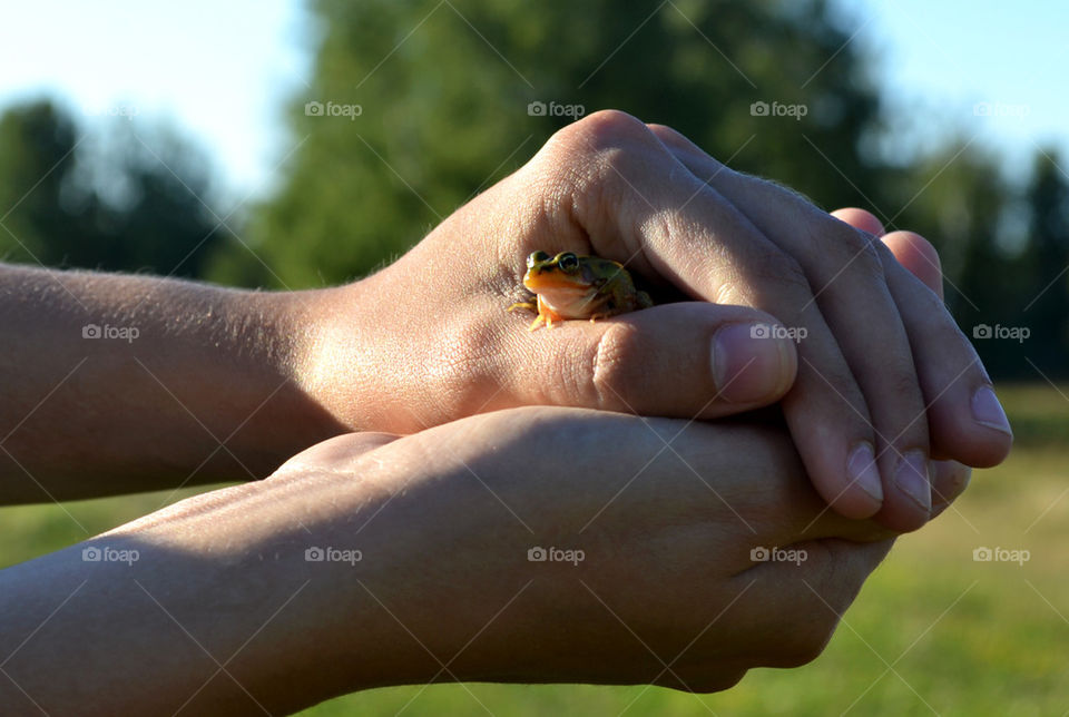 Frog in hands